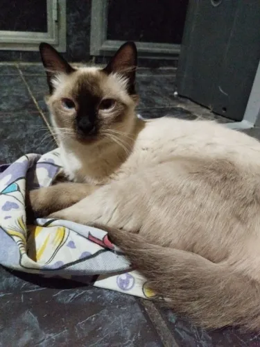 Gatos siameses para doação 