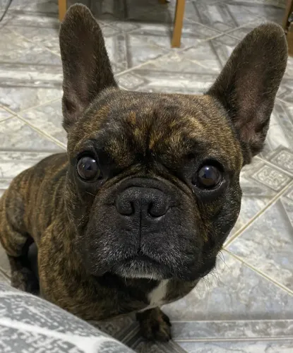Buldogue francês macho