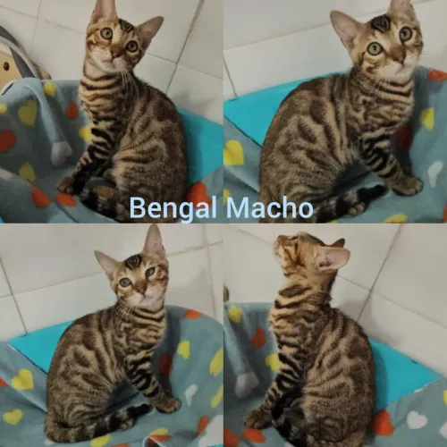Bengal Filhotes - Gatil BSB Cat