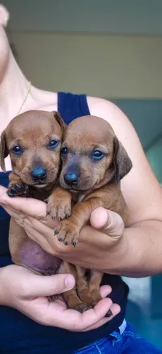 Filhotes de daschund ( cofap, salsicha)