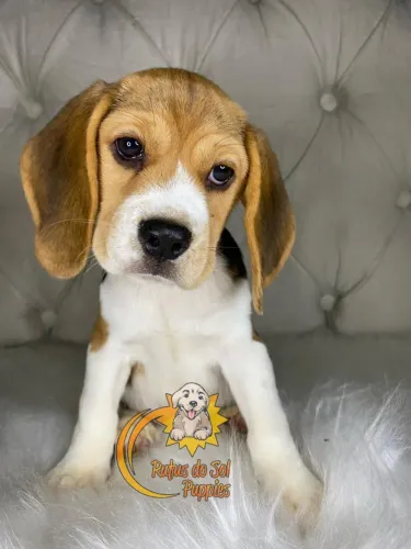 Beagle Carinho que conforta sem palavras