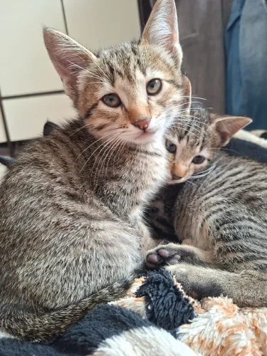 Gatos para doação