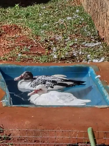 Casal de Patos novos a venda 