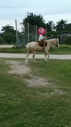 Égua Crioula Confirmada
