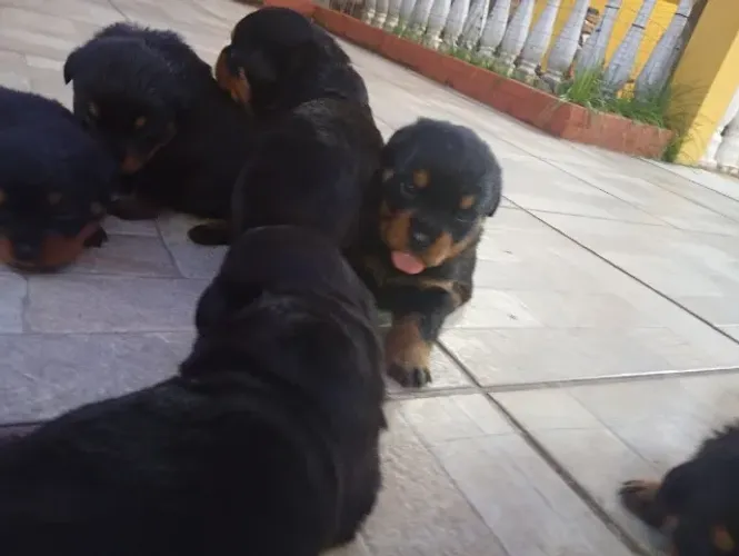 Filhotes de rottweiler para você ter na sua casa