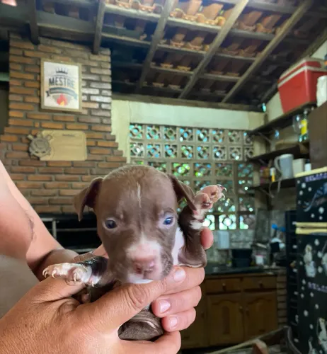 Pit bull