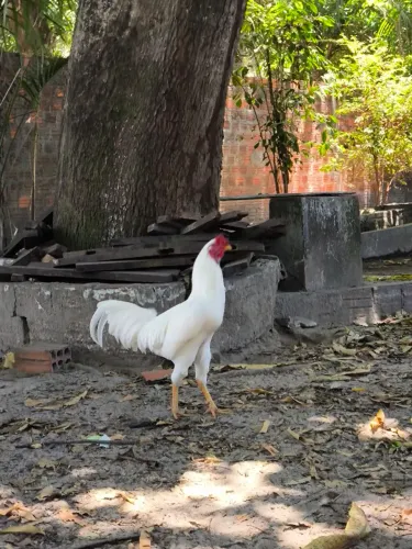 Galo, galinha e frangos caipiras 