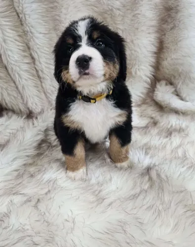Bernese Mountain Dog,Bernese Mountain Dog Filhote Pronto Para Novo Lar