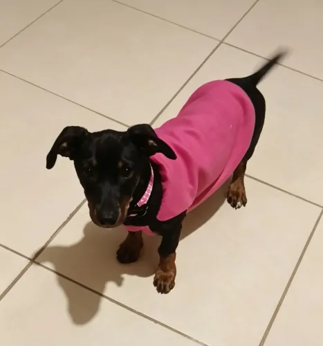 Cachorro Dachshund filhote