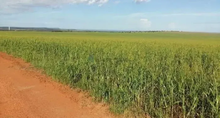 FAZENDA À VENDA ITIQUIRA/MT DUPLA APTIDÃO