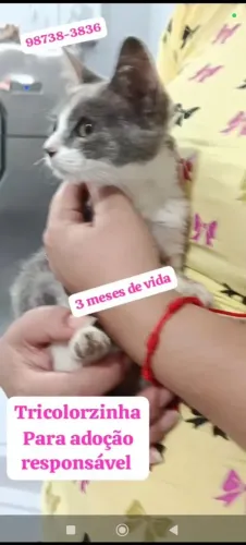 Gatinha para adoção RESPONSÁVEL
