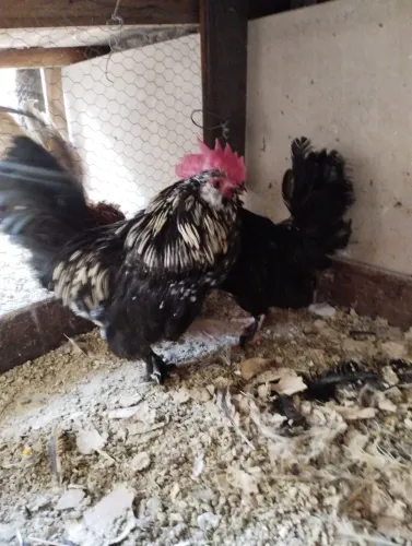Casal de Belgian