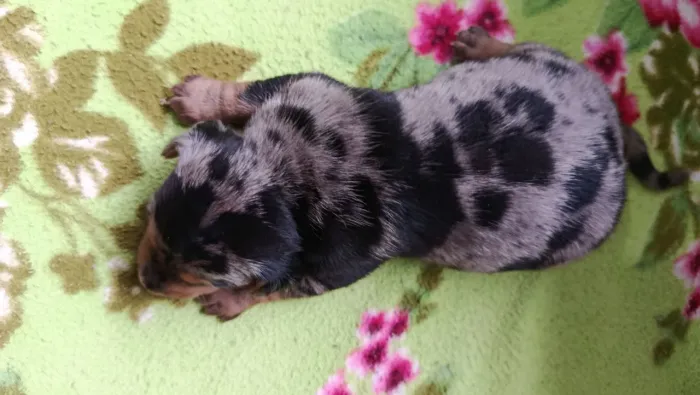 Filhotes de Daschund arlequins disponíveis