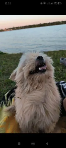 Procuro namorada para o meu cachorro 