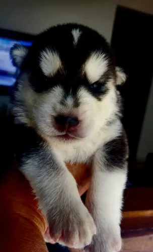Vende-se filhote de Husky Siberiano, 1.000,00