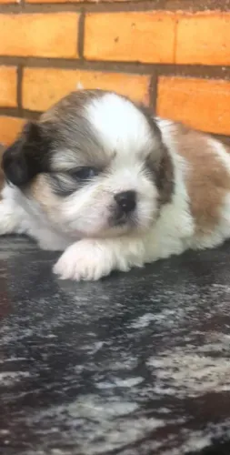 Shih Tzu carinhoso