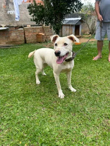 Doação de cachorro