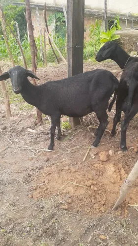 Carneiro e ovelha