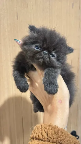 Gato persa