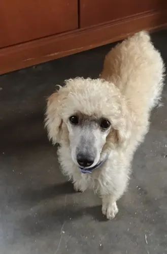 Filhote Poodle anão MACHO, 6 meses 