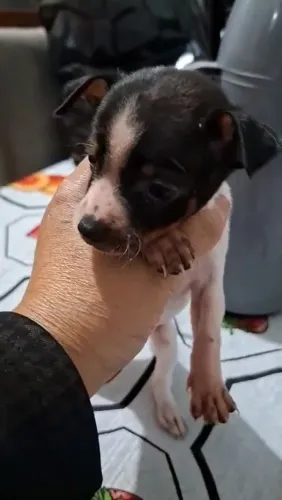 Pinscher macho 0