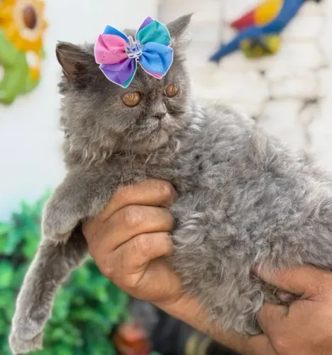Gato Persa de linhagem nobre, última unidade disponível