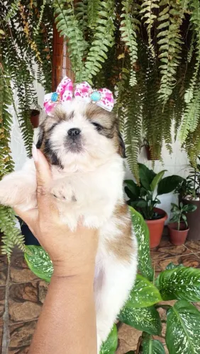 Shih Tzu Mini 