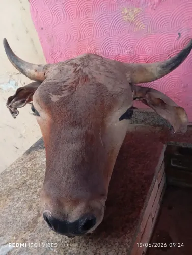 Cabeça de boi/vaca embalsamada taxiderizada 40 anos ,não estraga nunca