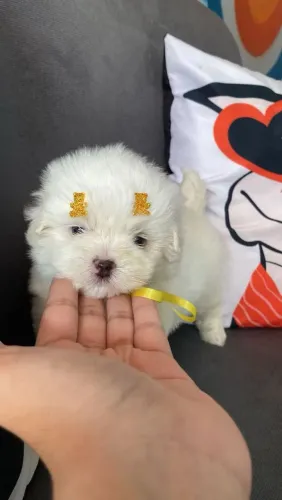 Filhote de Maltês o pequeno anjo de quatro patas