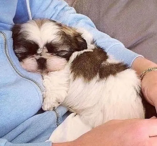Filhote shih tzu, Leve para casa uma explosão de alegria e diversão!