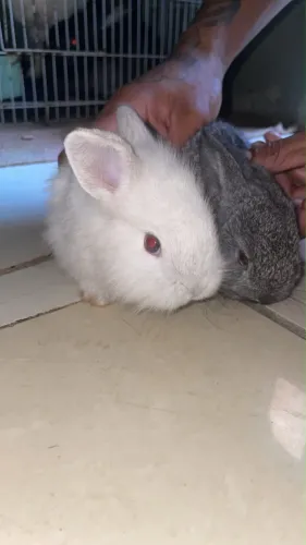 Coelhinho de raça 
