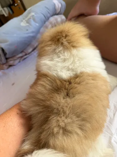 Shitzu pelo de seda com 2 meses e 2 vacinas perfeito