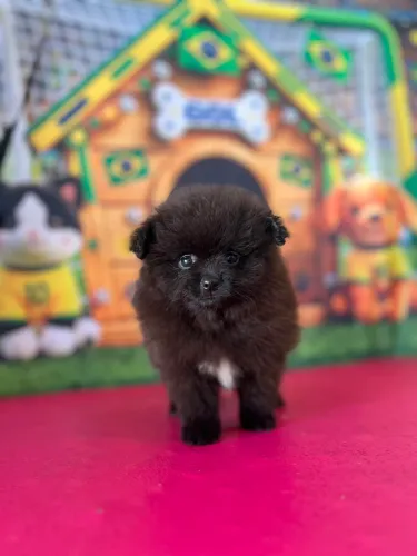 Mini Spitz alemão fêmea 