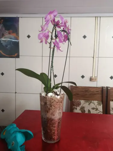 Orquídea com vaso