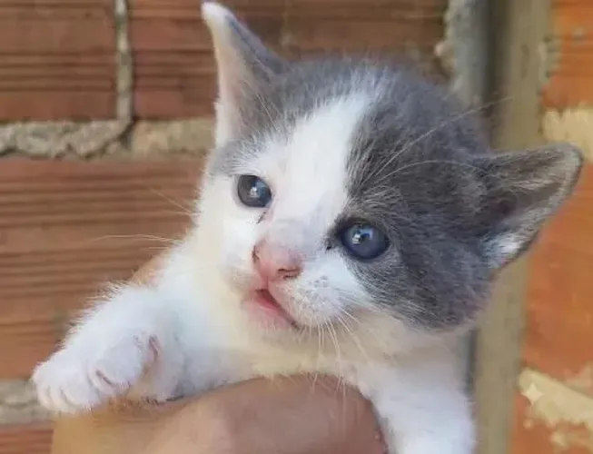 Gatinha para adoção 