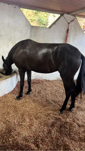 Cavalo MM