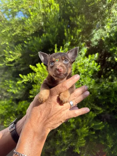 Pinscher disponível linhagem chocolate passo cartão