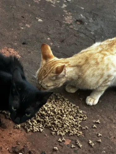 DOAÇÃO CONJUNTA: DOIS GATINHOS MACHOS PROCURAM UM LAR