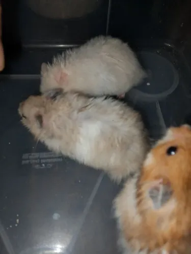 Vendo Hamster Sírios