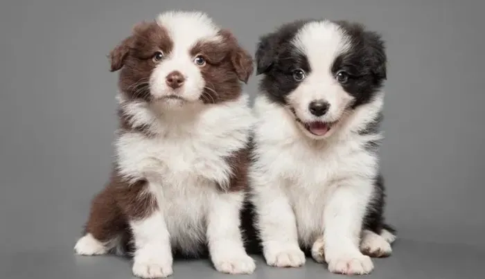 Border collie machos lindos hoje !! Venha conferir 