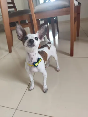 Pinscher macho 01 (5 meses)