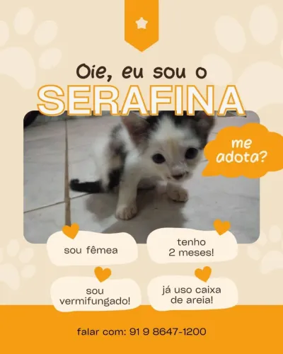 Doação de filhote de gatos! 