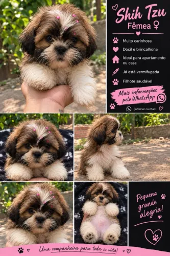 Shit tzu fêmea