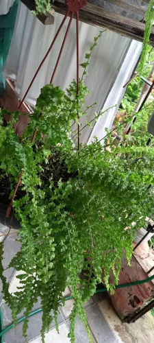 Samambaias & Jiboias 