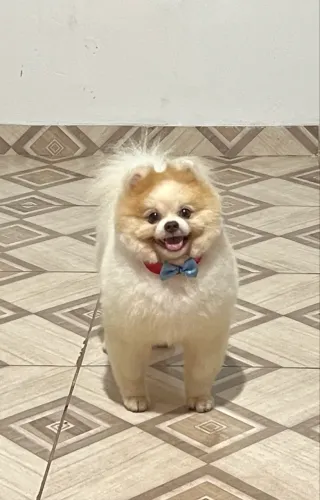 Spitz alemao procura namorada