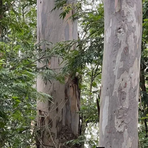 Floresta de Eucalipto 1.214 hec citriodora e saligma R$:45 milhões