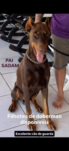 FILHOTES DE DOBERMAN PURO