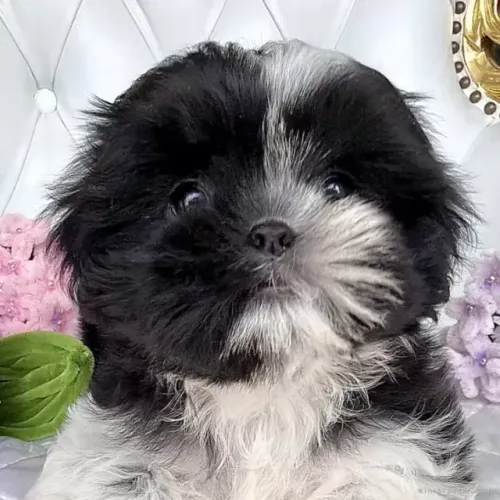 Neném filhotinhos Shih Tzu/ Shitzu de raça mansa vacinados com pedigree macho e fêmea