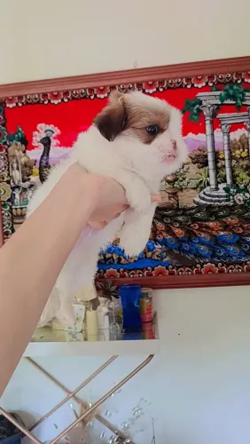 Filhote Shih Tzu 44 dias pronta entrega