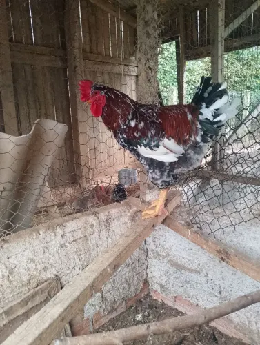 Animais galinhas pintos ovos